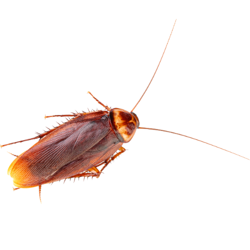 АМЕРИКАНСКА